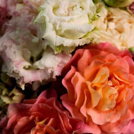 augusta luise rose und eustoma