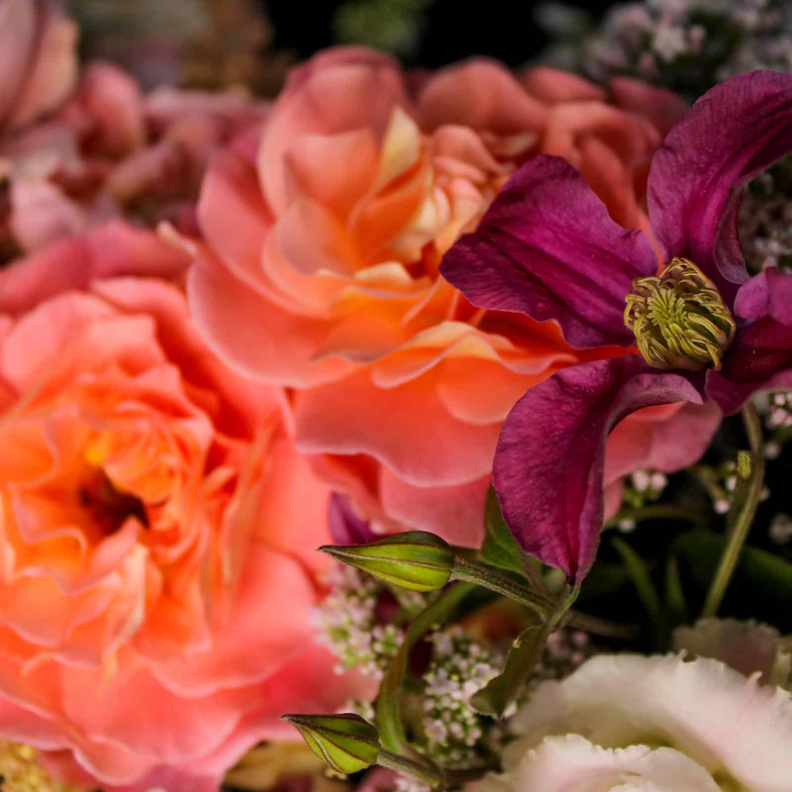 augusta luise rose und clematis