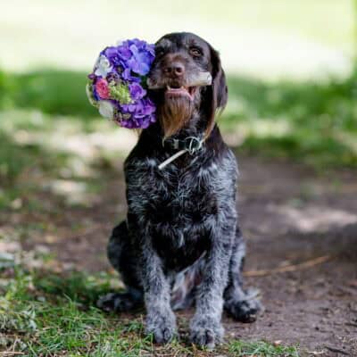 Ein Hund trägt einen Brautstrauß in Biedermeierform in Blau, Pink und Rosa, gestaltet von Paeonia-Florist. Foto: www.kruehne.de