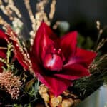 Classic Crimson Amaryllis