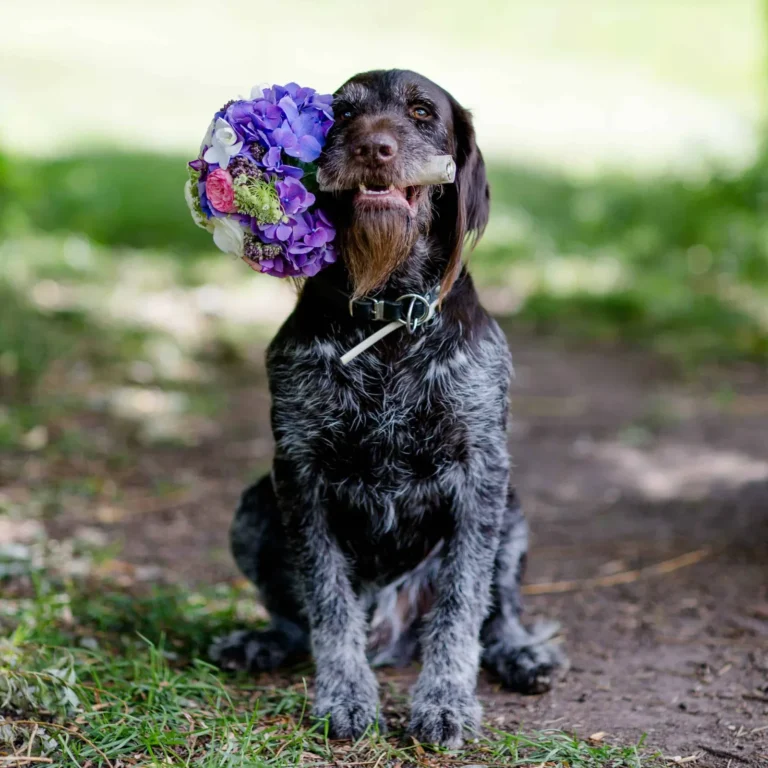 Hund mit violettem Blütenkranz bei einer Hochzeit. Hochzeitsfloristik von paeonia in Göttingen.