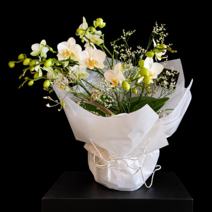 Orchidee White Grace – Weiße Orchideenpflanze mit feiner floraler Dekoration, Übertopf und weißer Geschenkverpackung.